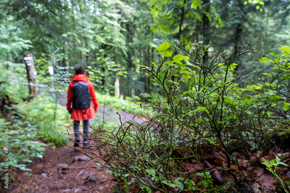 Im Schwarzwald am Kniebis  bei Freudenstadt