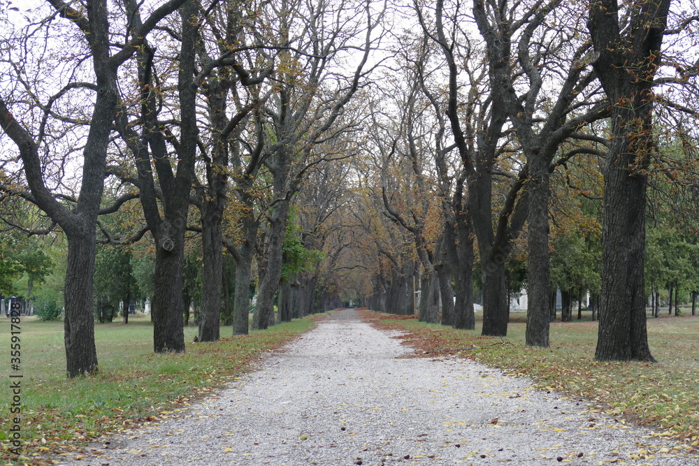 Obraz premium Aleja na cmentarzu