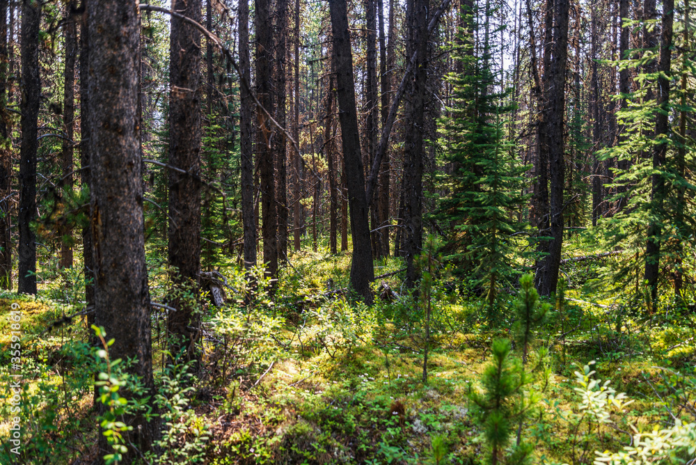 Obraz premium maligne lake views, Jasper National Park, Alberta, Canada