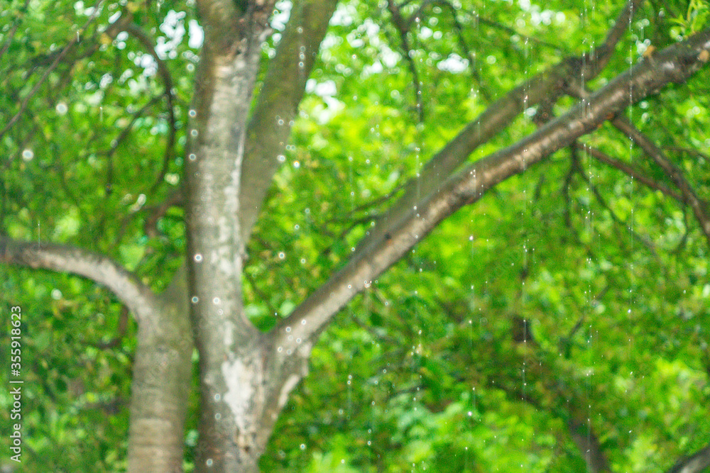 Fototapeta premium rain on a blurred natural green background, defocusing, selective focus, abstraction, nature