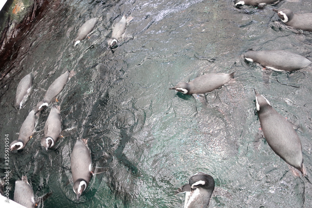 Obraz premium Penguins Swimming