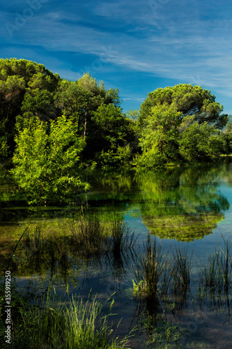 lake in the forest