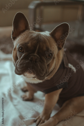 French Bulldog  © Sabrina