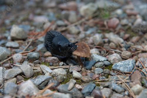 Snail feeding on mushroom