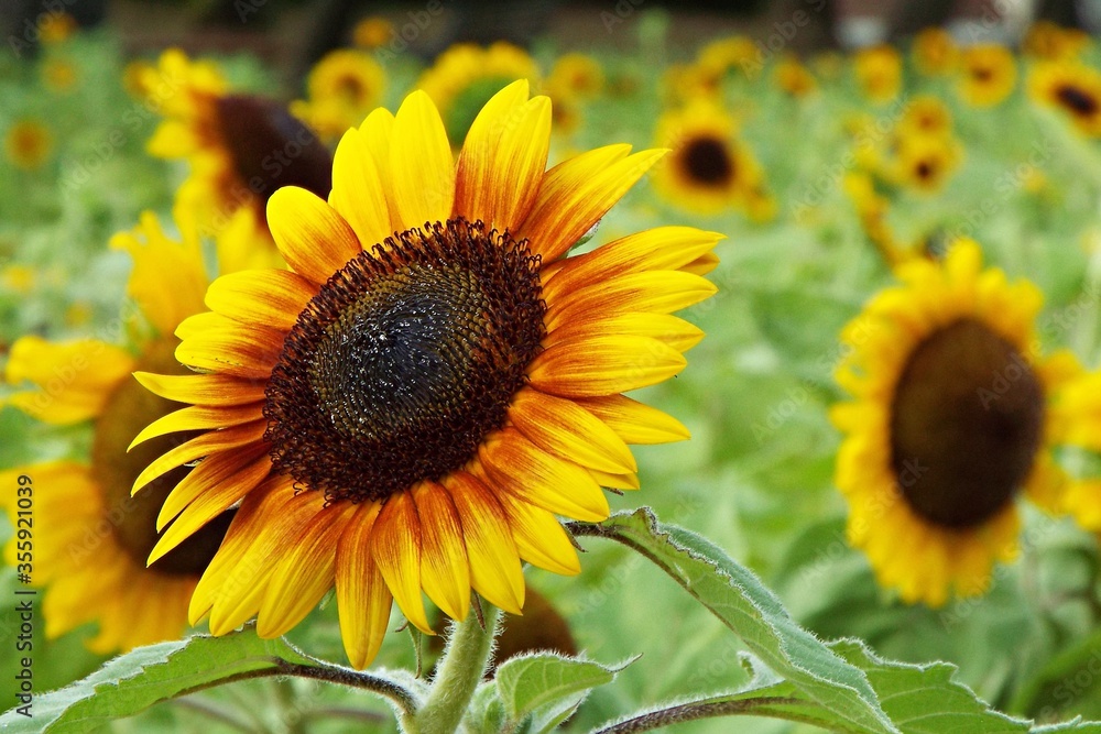 Fototapeta premium sunflower field in summer