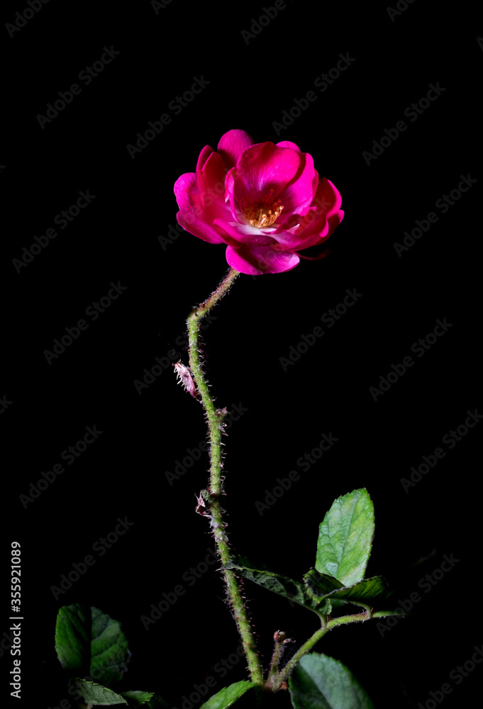 Obraz premium Flores sobre fondo negro