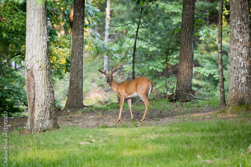 A male White Tailed Deer looking over his shoulder in to the frame. His antlers are in velvet and are not finished growing yet.