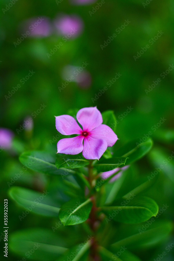 Fototapeta premium Madagascar periwinkle - Flowers and herbs that have the ability to treat disease