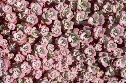 Close up of succulent plants. Pink flowers background.