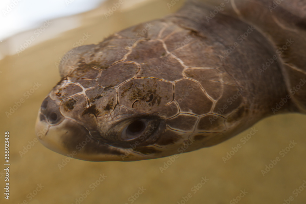 Fototapeta premium Turtles at a rescue station in Sri Lanka