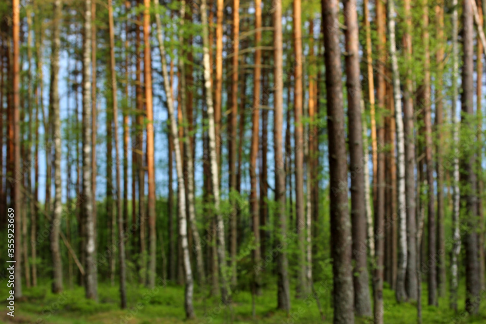 blurred natural background, forest out of focus. blurred natural background, forest out of focus.