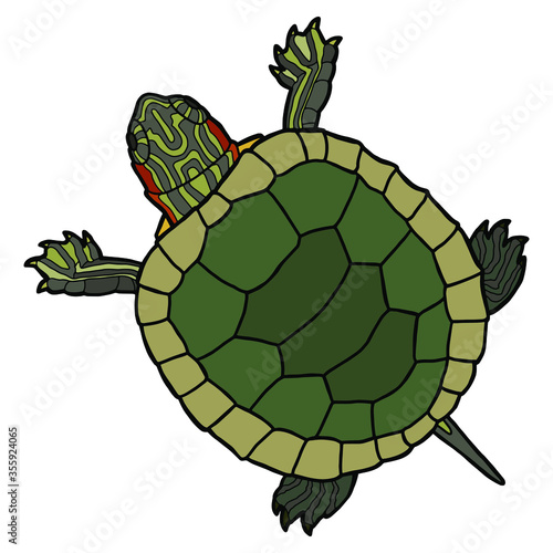 Pet turtle red-eared slider(Trachemys scripta elegans) isolated on white background.