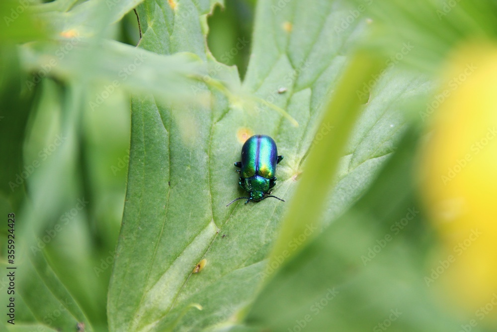 Naklejka premium Coleottero Oreina