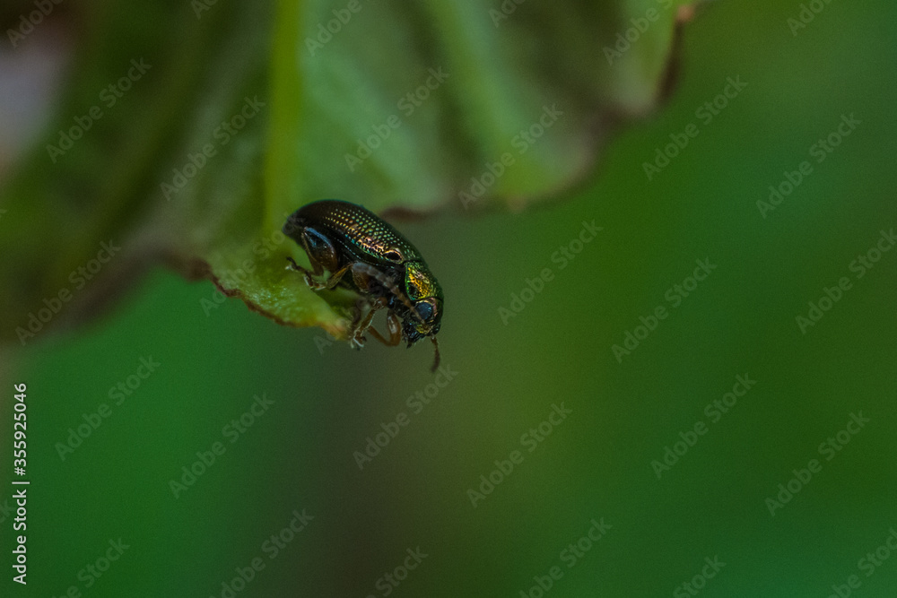 beautiful beetle creeps on a leaf on a summer day beautiful beetle creeps on a leaf on a summer day