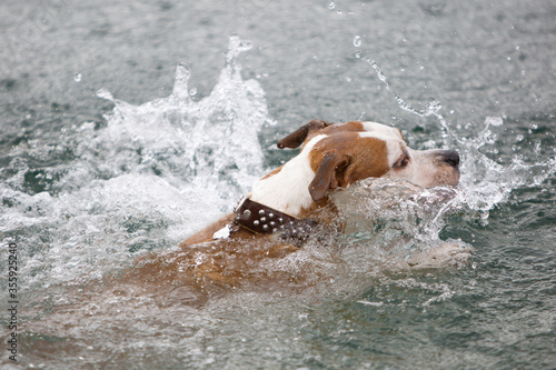American staffordshire terrier swim at the river