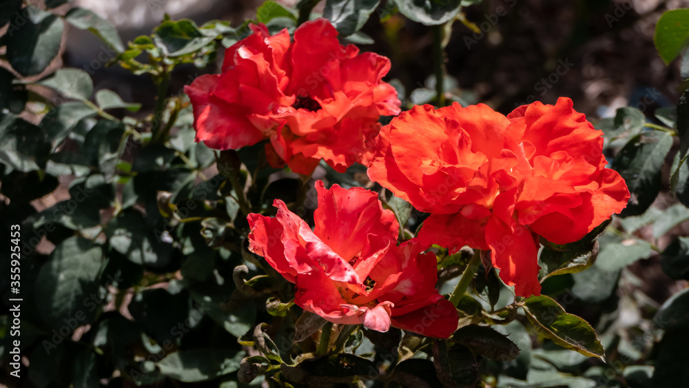 Beautiful bright red roses in the garden