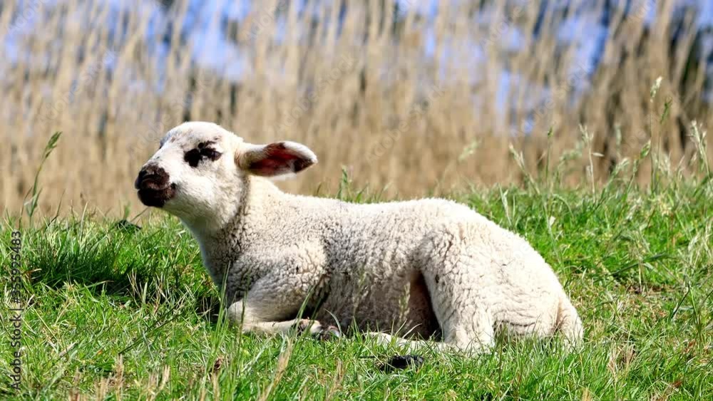 lamb in grass with blowing strong wind
lamb in grass with blowing strong wind