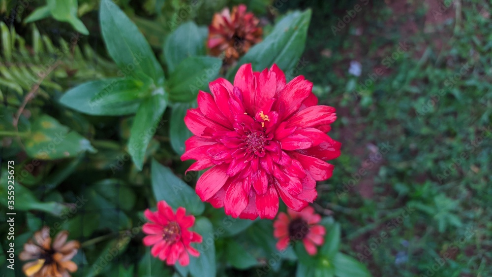 Fototapeta premium My garden