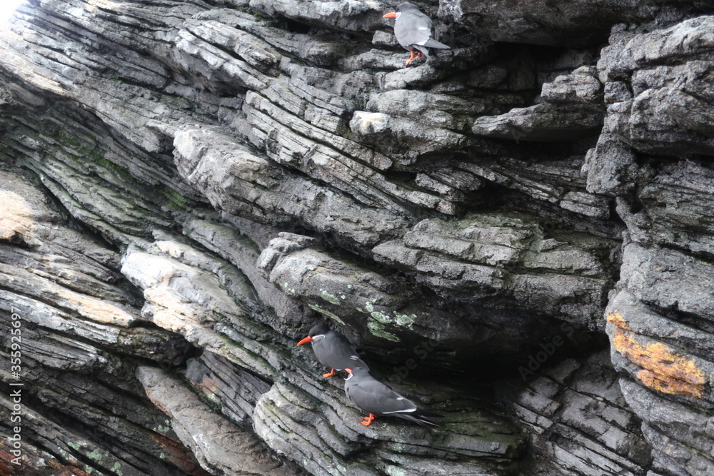 Obraz premium Bird sitting on a rock