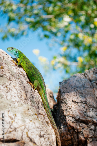 Small green colorful lizard is on a stone. Blue sky.