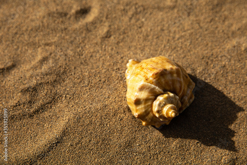 orange sea shell on sand beach in bright sun