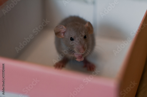 small decorative rat sits in a box