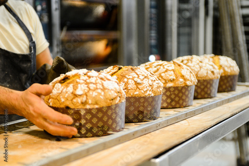 pastry chef in professional kitchen preparing and baking milanese panettone in christmas time. Panettone is a fruity sugary bread cake from Milan, Lombardy Italy