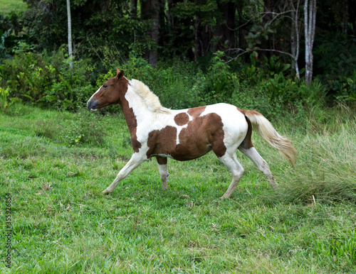 Cavalo Selvagem © Boone