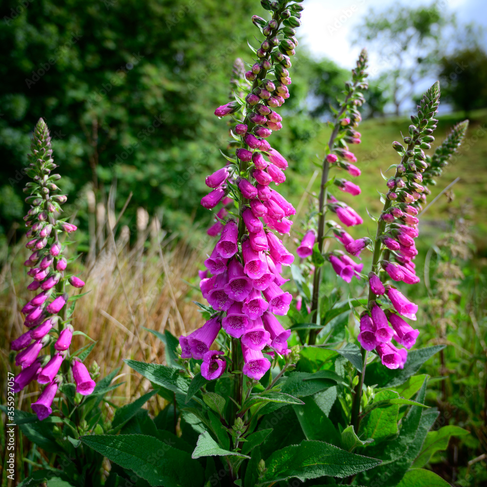 Obraz premium Foxglove Flowers in Bloom