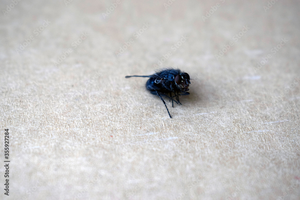 Big dead blue fly on parchment paper. Fly - an insect that is part of the Diptera squad. Big dead blue fly on parchment paper. Fly - an insect that is part of the Diptera squad.