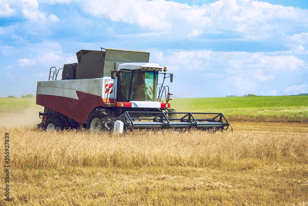 Obraz premium late summer early autumn harvesting of agricultural crops using a modern combine harvester