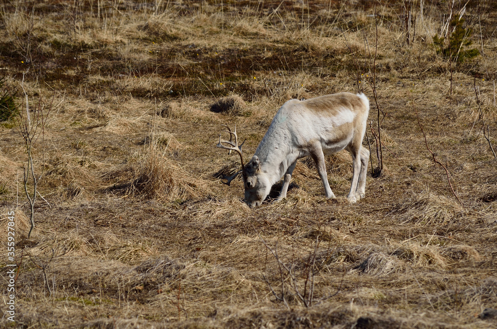 beautiful reindeer grazing on spring pasture in northern Norway beautiful reindeer grazing on spring pasture in northern Norway