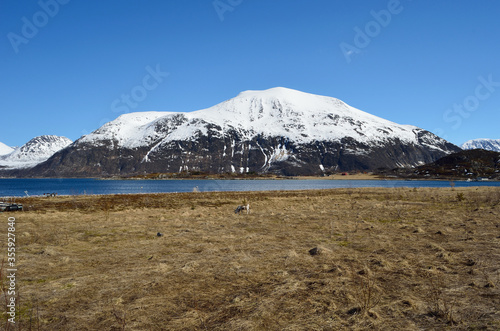 beautiful reindeer grazing on spring pasture with mighty snowy mountain and fjord background