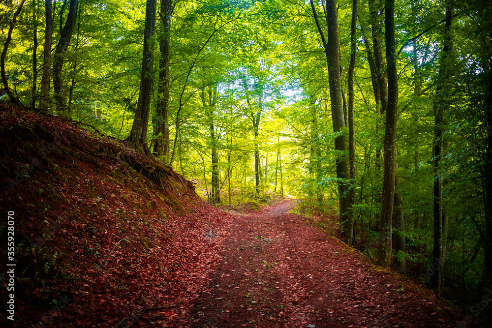 Fototapeta premium Footpath with fallen leaves through forest and green trees at spring