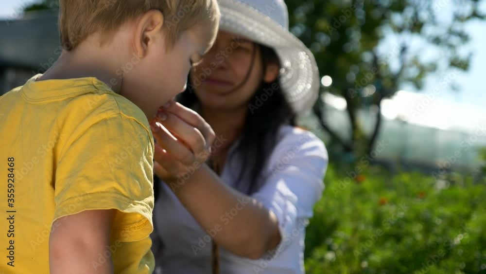 Child Eats Fruit. Mother Gives to Child Ripe Fresh Gathered Apricots in Backyard Garden. 2x Slow motion - 1/2 speed 60 fps Child Eats Fruit. Mother Gives to Child Ripe Fresh Gathered Apricots in Backyard Garden. 2x Slow motion - 1/2 speed 60 fps