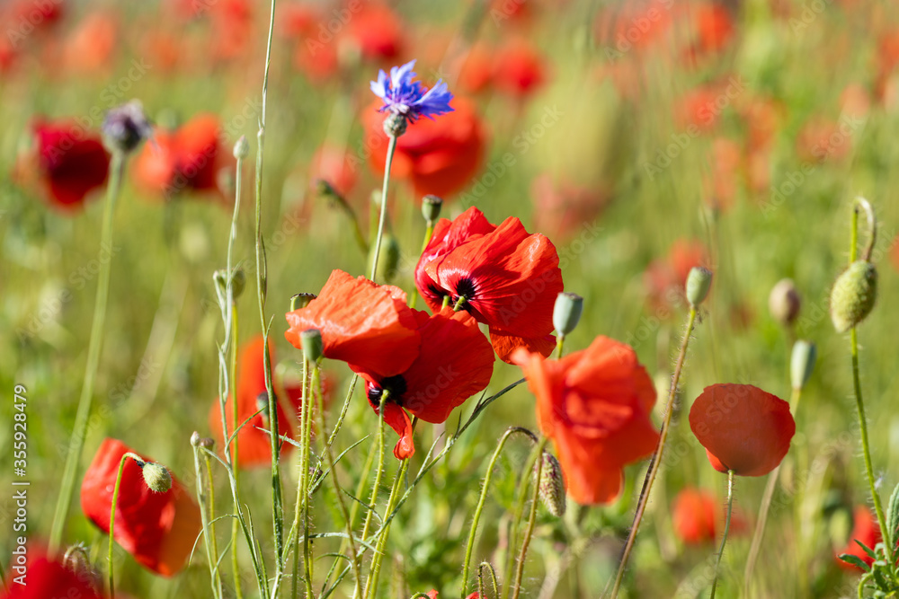 Obraz premium Mohnfeld
