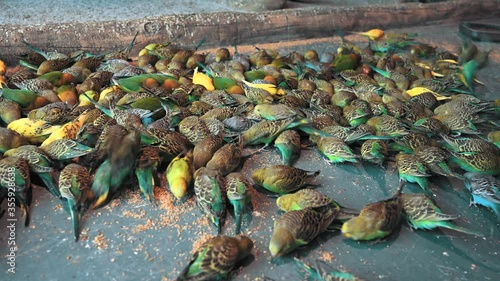 Lots of colorful rainbow parrots eating millet from the concrete floor in the zoo. Feeding the birds. Some of them are flying around. photo