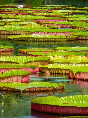 Water lily at Sir Seewoosagur Ramgoolam Botanical Garden in Pamplemousses, Mauritius island