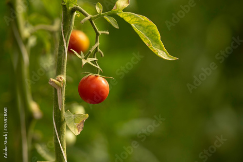 Tomatos hanging on green at Bahrain farm
