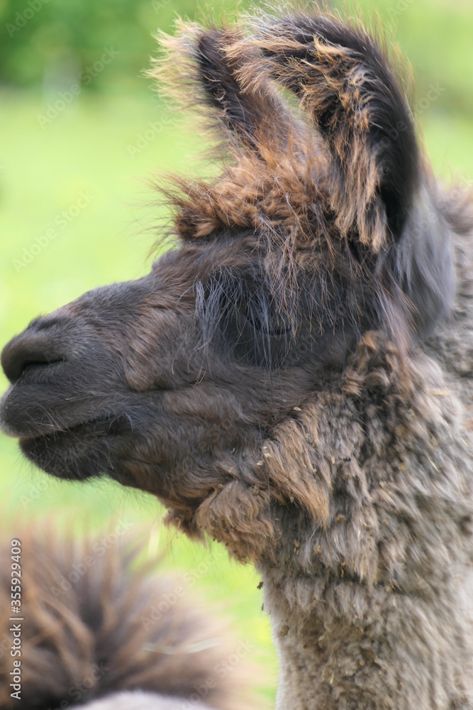 Close-up of the head and ears of a brown reddish furry lama, also known as llama, guanaco and alpaca