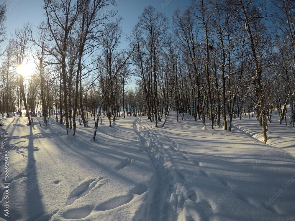 vibrant blue sky and sunny snowy winter birch tree forest