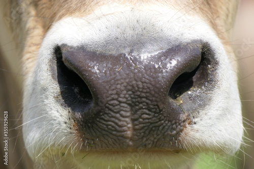 Study of the nostrils and respiratory tract of a light brown young cow: mouth and nose in close-up