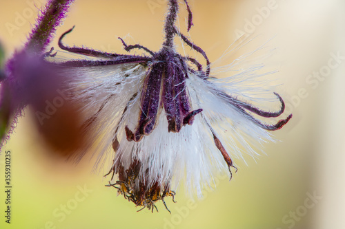 Detail of a flower of a Gynura aurantiaca, a purple plant, which gives off an unpleasant smell. photo