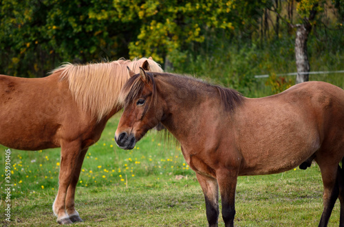 beautiful light brown horses on green lush summer pasture © Arcticphotoworks