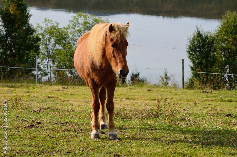 Fototapeta premium beautiful light brown horses on green lush summer pasture