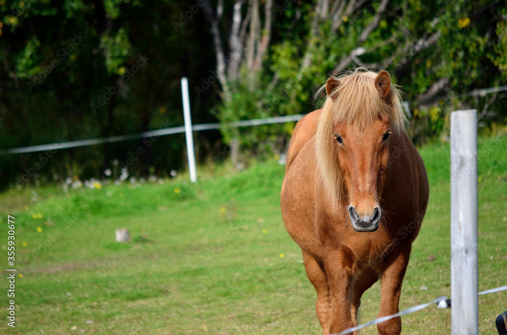 beautiful light brown horses on green lush summer pasture beautiful light brown horses on green lush summer pasture