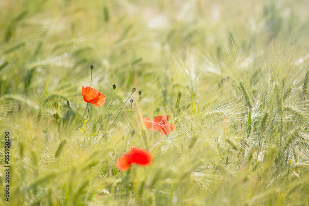 Fototapeta premium Czerwone kwiaty maku i rośliny owsa w lato pole, natura niewyraźne tło