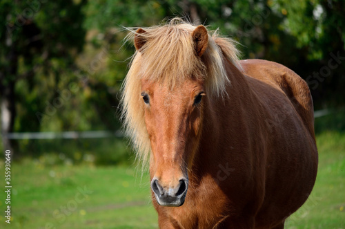 beautiful light brown horses on green lush summer pasture