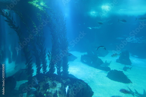 Underwater Aquarium