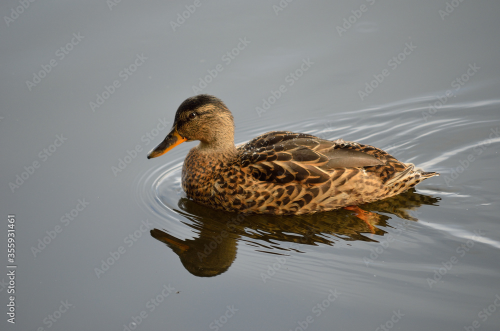 beautiful mallard duck swimming on calm summer pond beautiful mallard duck swimming on calm summer pond